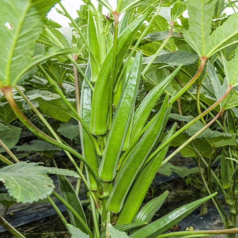 Bulk Clemson Spineless Okra Seeds | High-Yield Vegetable Seeds | Abelmoschus esculentus | Non-GMO, USA Sourced