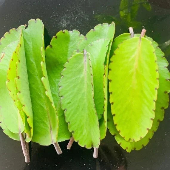 Miracle Plant Leaves - 10 Fresh Bryophyllum pinnatum, Organic Medicinal Herb for Indoor Gardening, Easy to Propagate