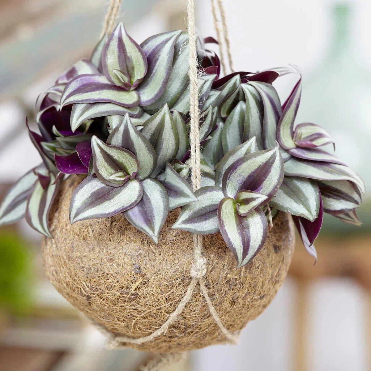 Silver Inch Plant Rooted Cuttings 3-8 Inches Tradescantia Sillamontana Indoor Houseplant Easy Care Low Light