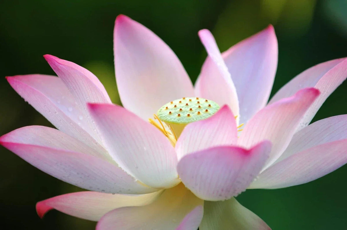 Lotus Seeds for Planting - 30 Pack - Nelumbo nucifera - Aquatic Plant for Water Features and Bonsai