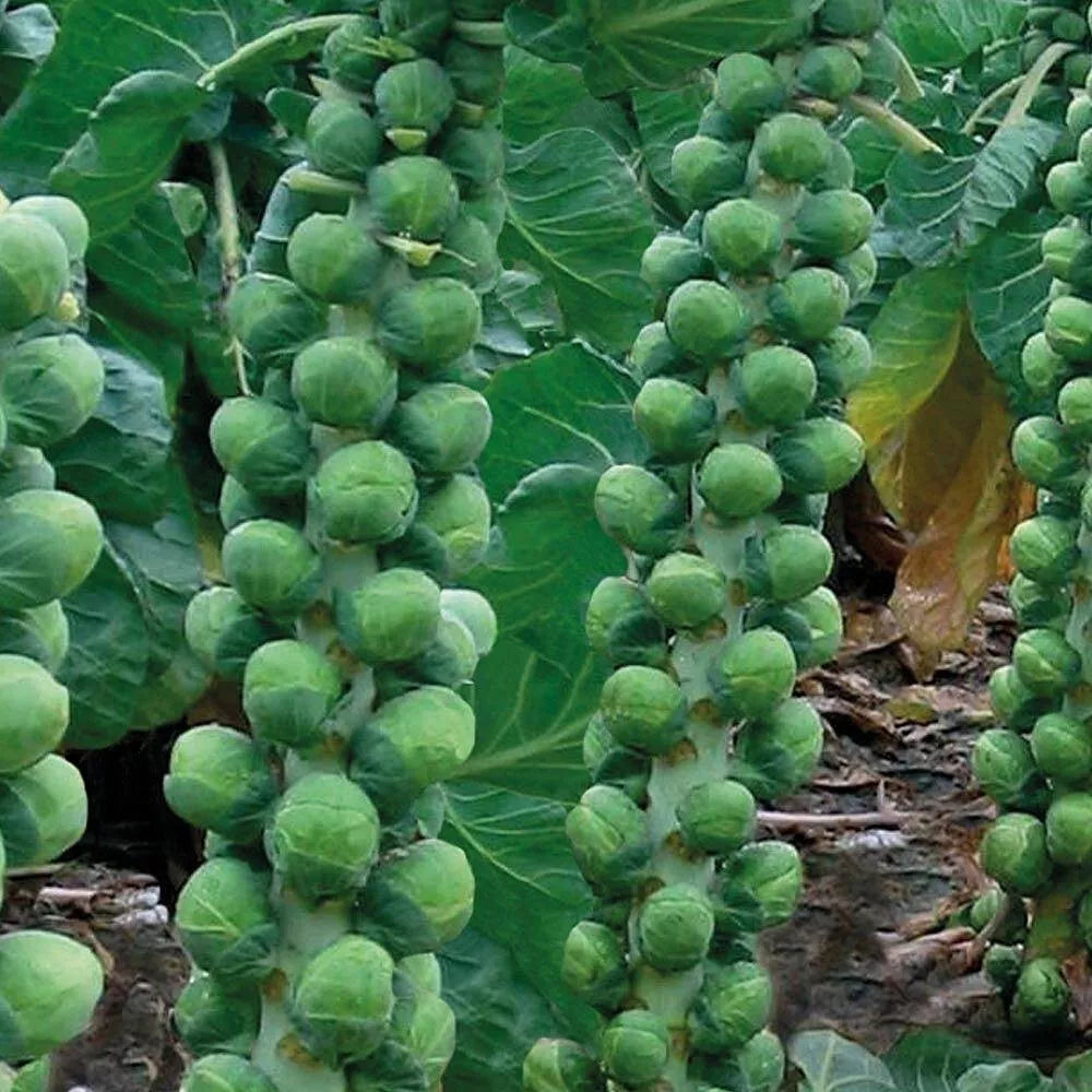 Brussels Sprouts Seeds - Non-GMO, Heirloom - Brassica oleracea var. gemmifera - 100 Seeds for Home Garden
