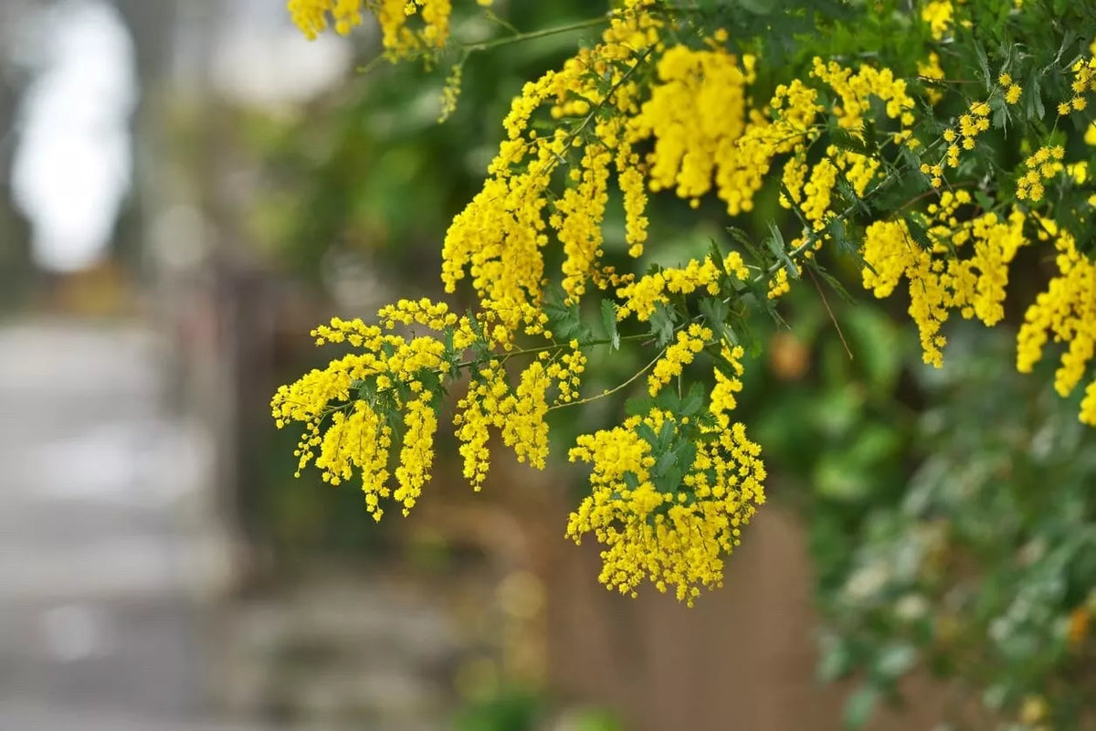 Acacia Golden Wattle Tree Seeds - 40 Fresh Seeds, Drought-Resistant, Acacia pycnantha, Australian Native Plant