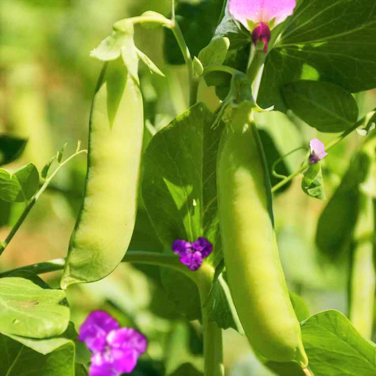 Dwarf Grey Sugar Pod Snow Pea Seeds | 50 Count | Pisum sativum | Fresh Asian Snap Peas for Home Gardens and Containers