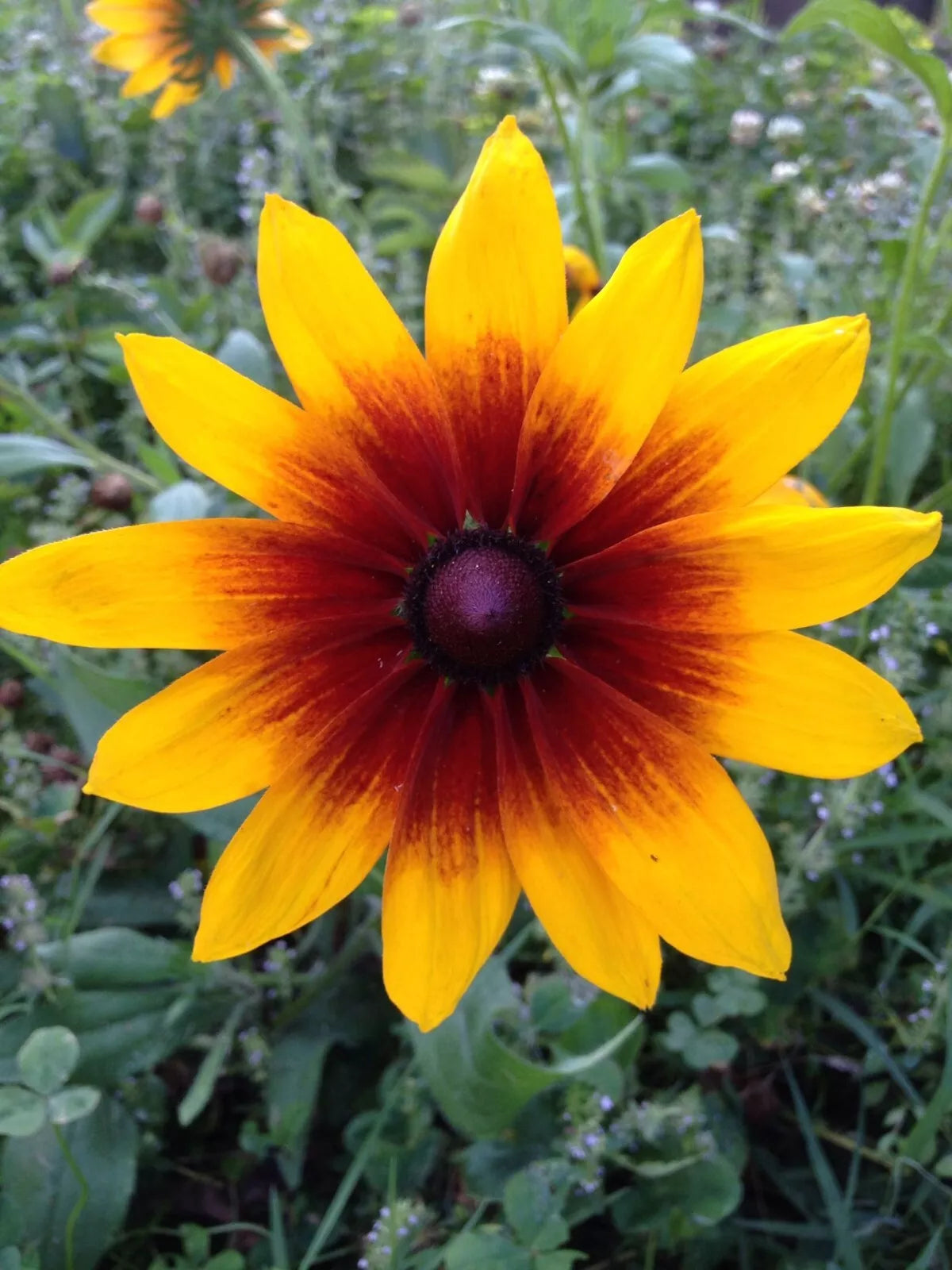 Gloriosa Daisy Seeds - 500+ Heirloom Flower Seeds - Rudbeckia hirta - Bright Yellow & Orange Blooms, Non-GMO