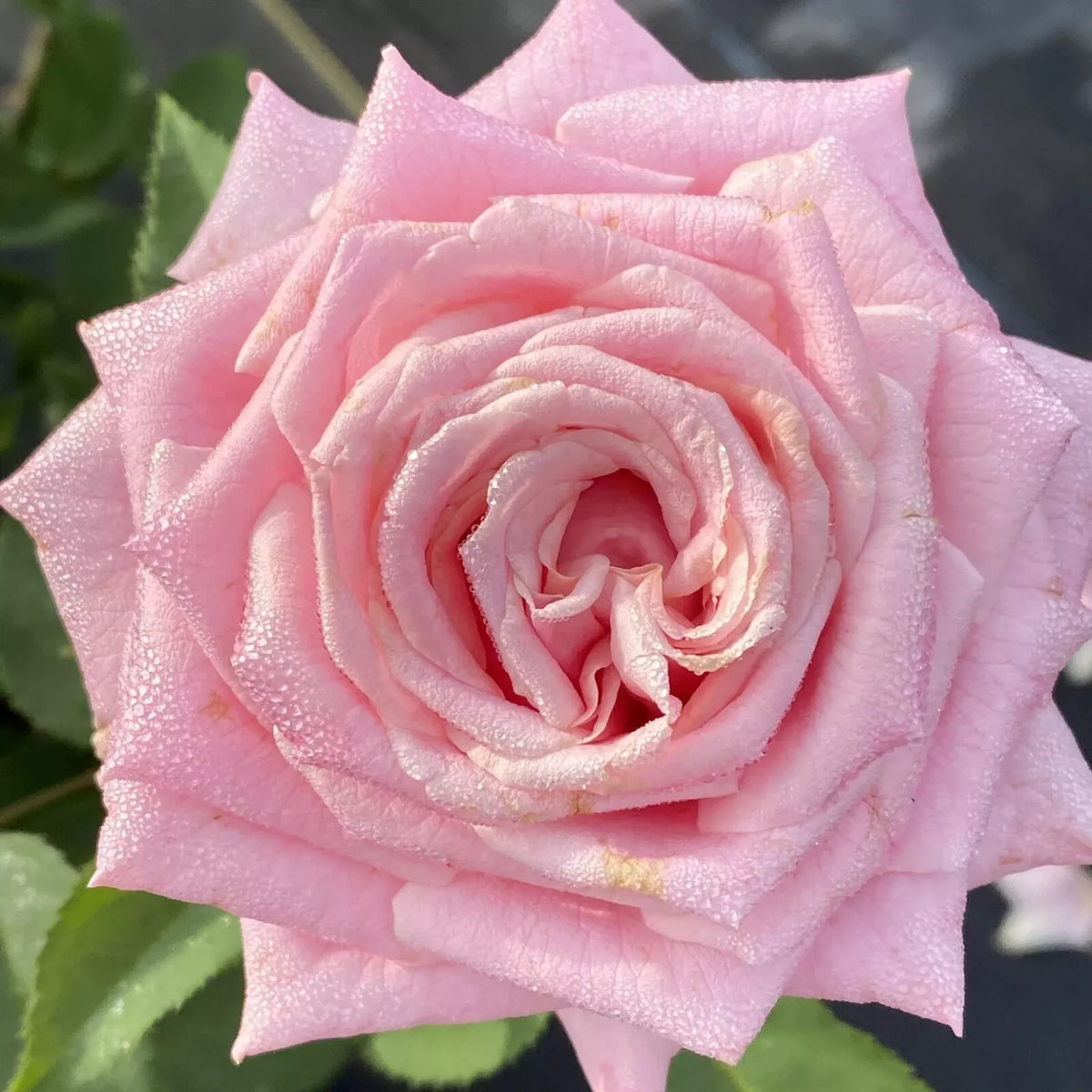Bareroot Rose Bush 2 Years Old Belinda's Dream Pink Earthkind Rosa 'Belinda's Dream'