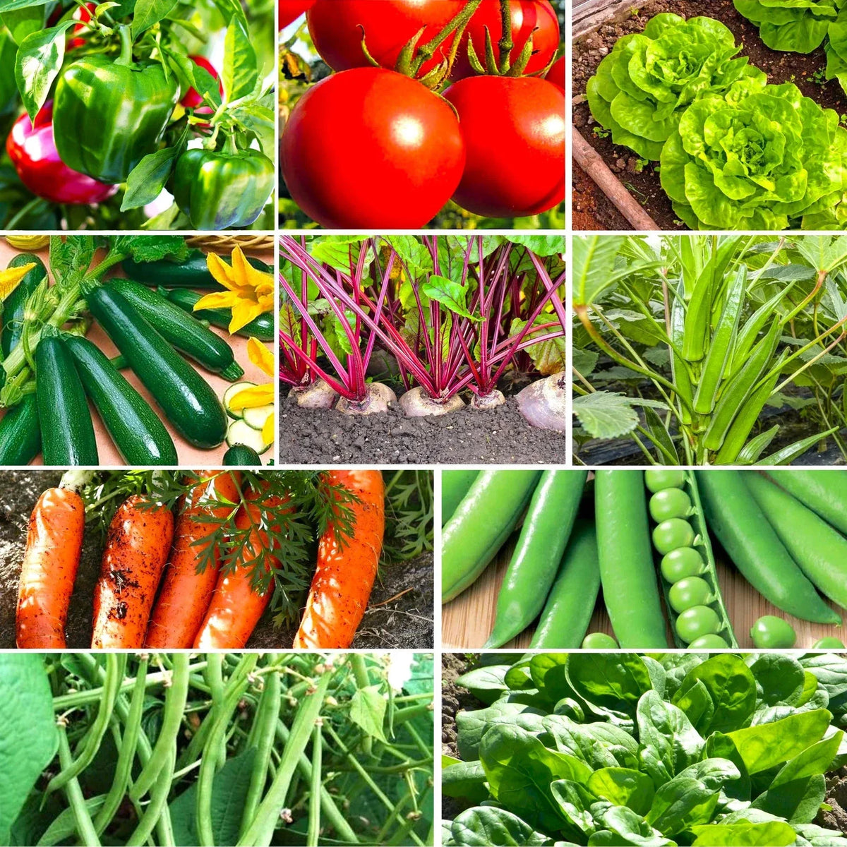 Vegetable Seeds Mix - 10 Pack Non-GMO Heirloom Favorites for 2025 Planting - Various Varieties Including Tomato, Carrot, Lettuce