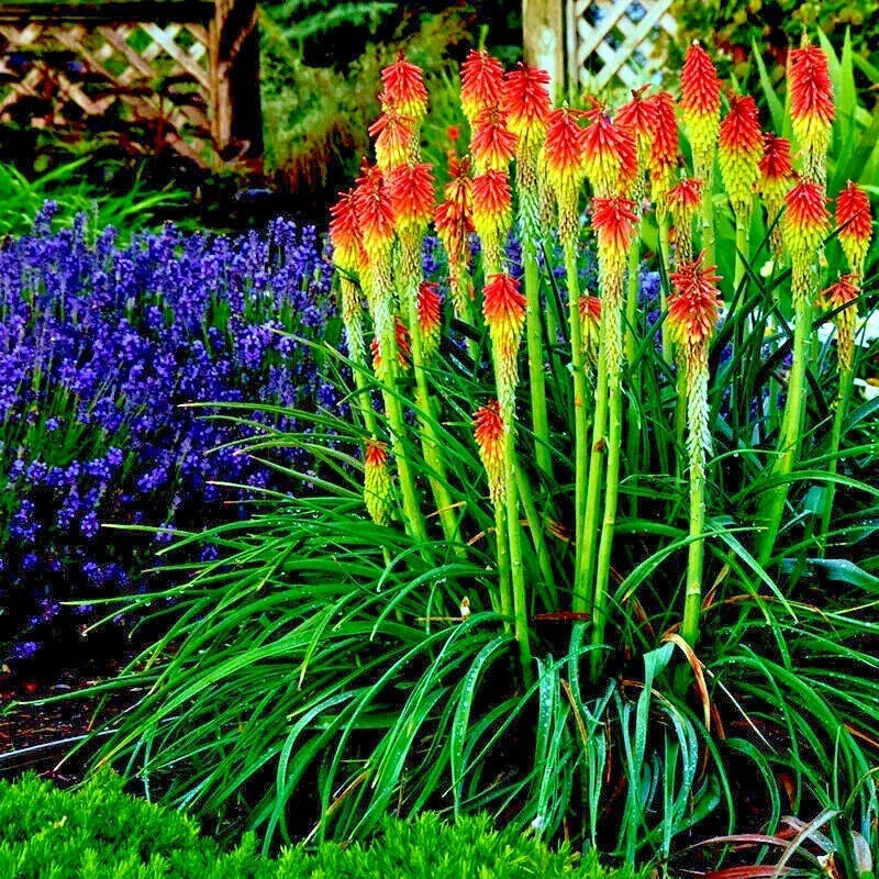 Rare Dwarf Fire Dance Torch Lily Seeds - Kniphofia hirsuta - Hardy Perennial - Vibrant Red & Yellow Blooms - Easy to Grow