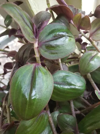 Rare Wandering Jewel Plant - 4" Pot - Purple Plush - Tradescantia Zebrina var. Mollipila - Indoor Outdoor Houseplant