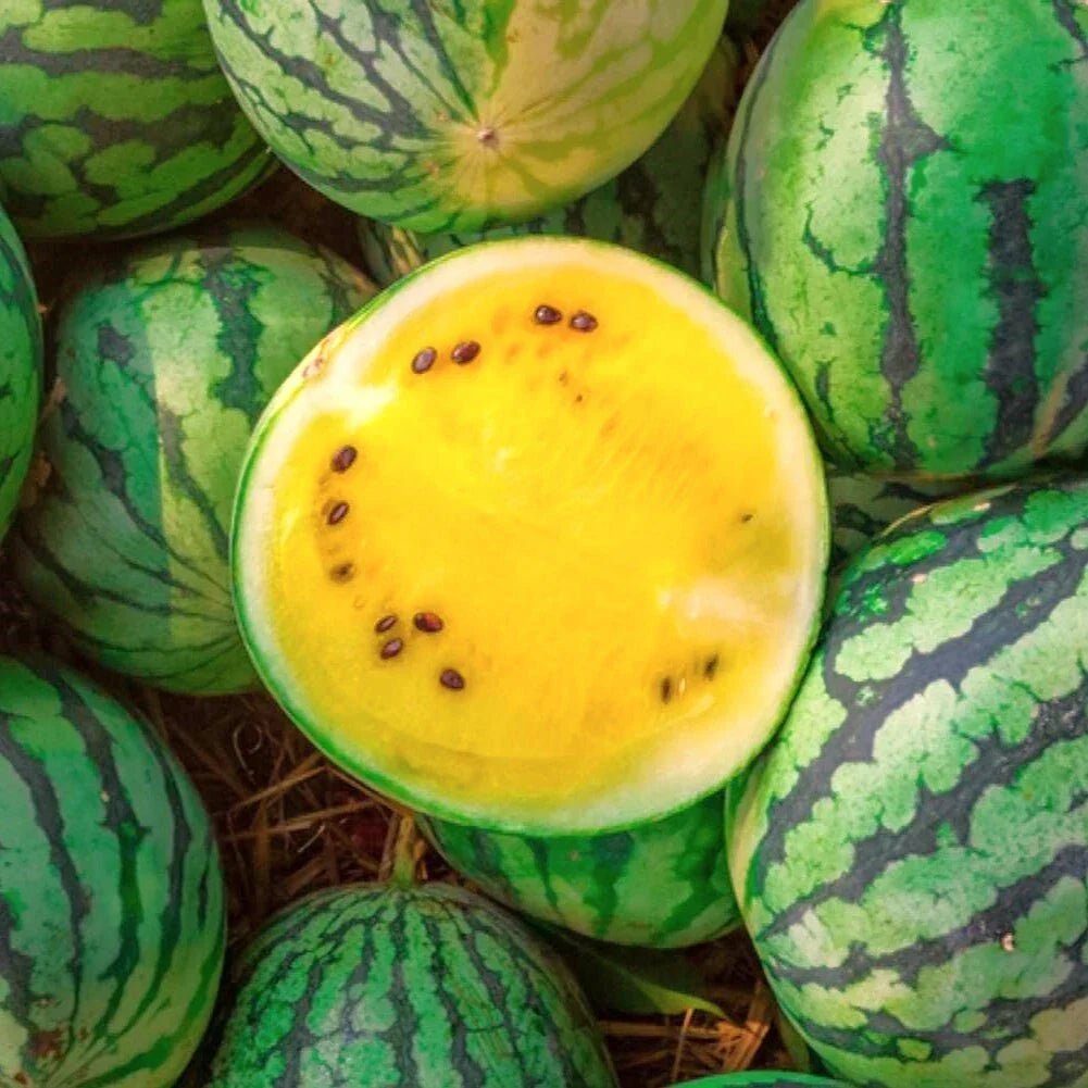 Yellow Petite Watermelon Seeds | Heirloom Mini Dwarf Melon | Citrullus lanatus | 20 Non-GMO Seeds for Home Garden