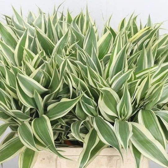 Variegated Dracaena Plant - Live Indoor Houseplant - Sanderiana - Dracaena sanderiana - Easy Care for Home Decor