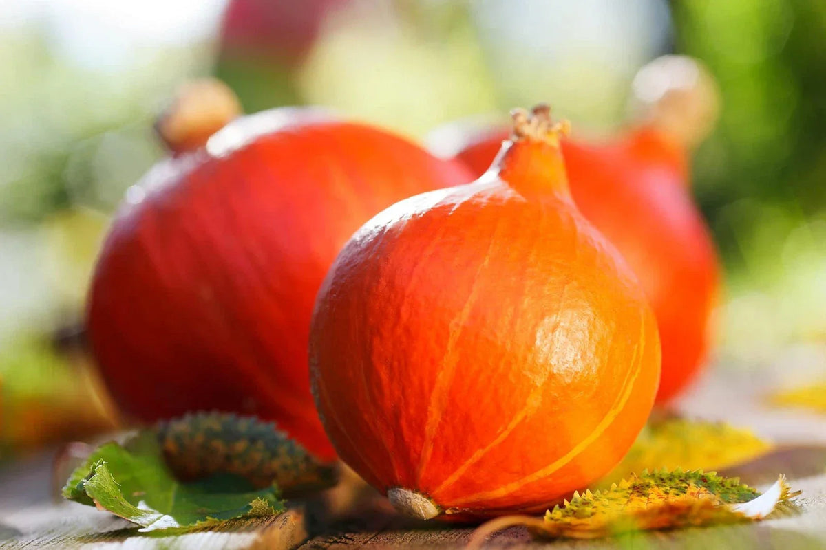 Red Kuri Hokkaido Squash Seeds - 20 Pack - Cucurbita maxima - Japanese Heirloom Variety for Planting