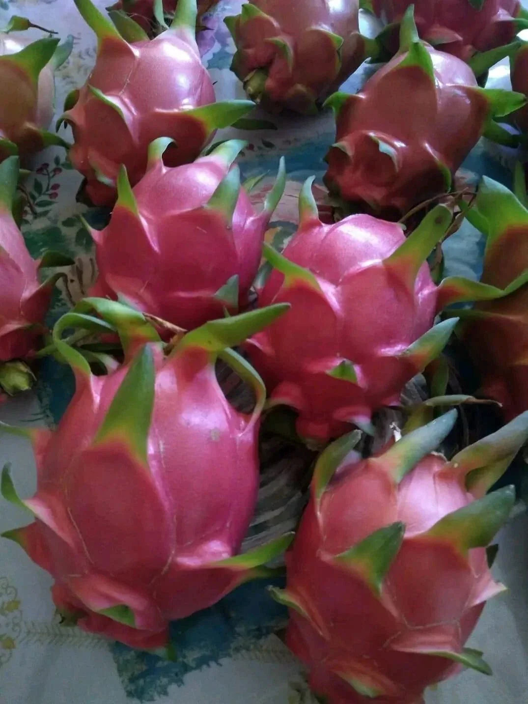 Organic Dragon Fruit Cuttings 8-12 Inches - Hylocereus Undatus - 10 Healthy Propagation Pieces for Exotic Gardens