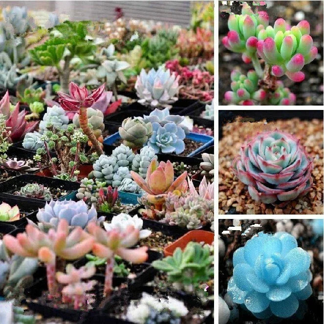 Mixed Succulent Seeds Pack - 100 Diverse Varieties for Gardening & Indoor Decoration - Various Species