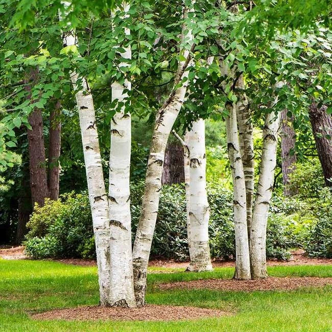 Birch Tree Seeds - 3 Varieties: Sweet, Gray, Paper - Betula Lenta, Betula Populifolia, Betula Papyrifera