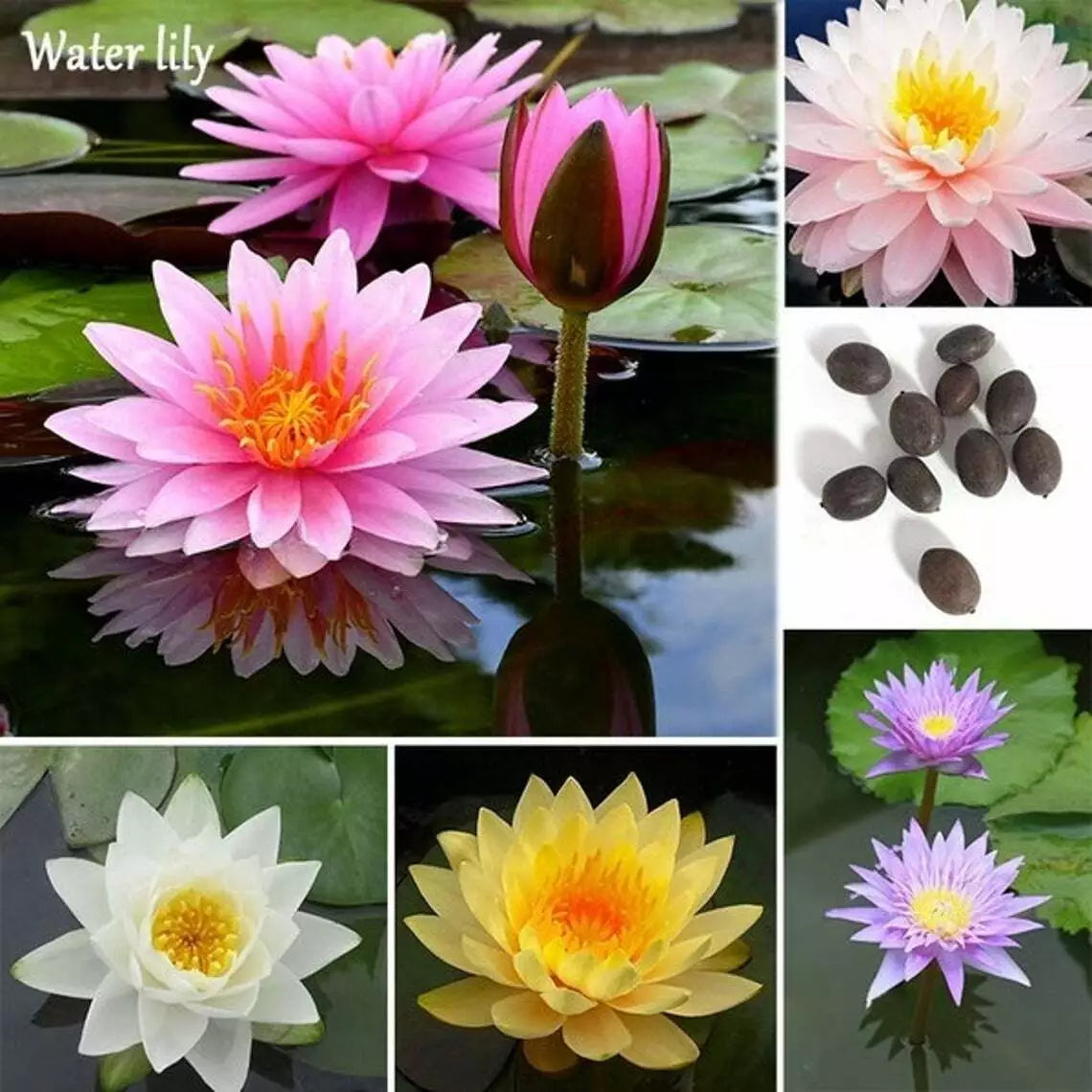 Bonsai Lotus Seeds - 10 Pack - Flowering Water Plant with Lily Pads - Nelumbo nucifera - Aquatic Garden Decor