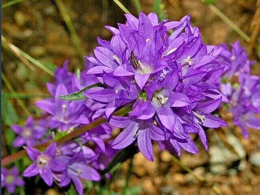 Blue Clustered Bellflower Seeds, 200 Count, Campanula glomerata 'Superba', Easy Grow Perennial Garden Flowers