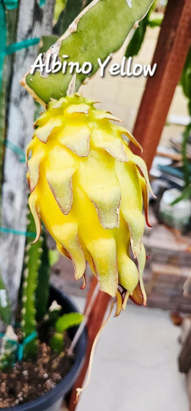 Albino Yellow Dragonfruit Cutting - Rooted 12-16 inches - Hylocereus megalanthus - Exotic Cactus for Easy Growth