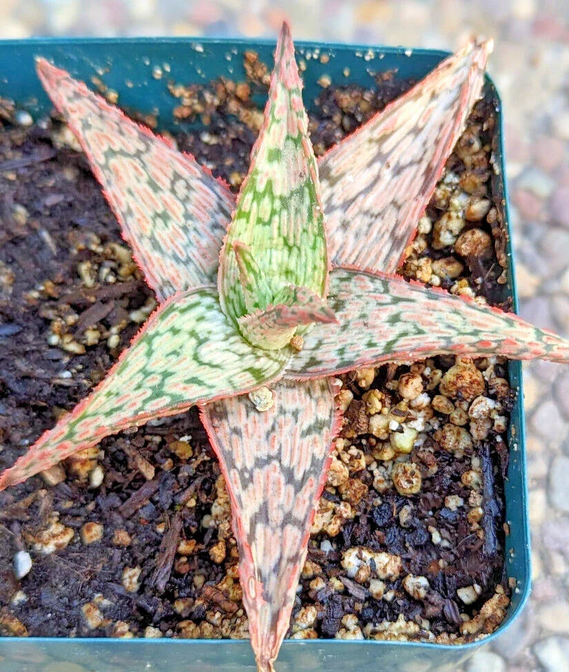 Aloe Potted Plant 4" Pink Blush Variety Aloe Hybrid - Compact Succulent for Indoor Decor and Air Purification