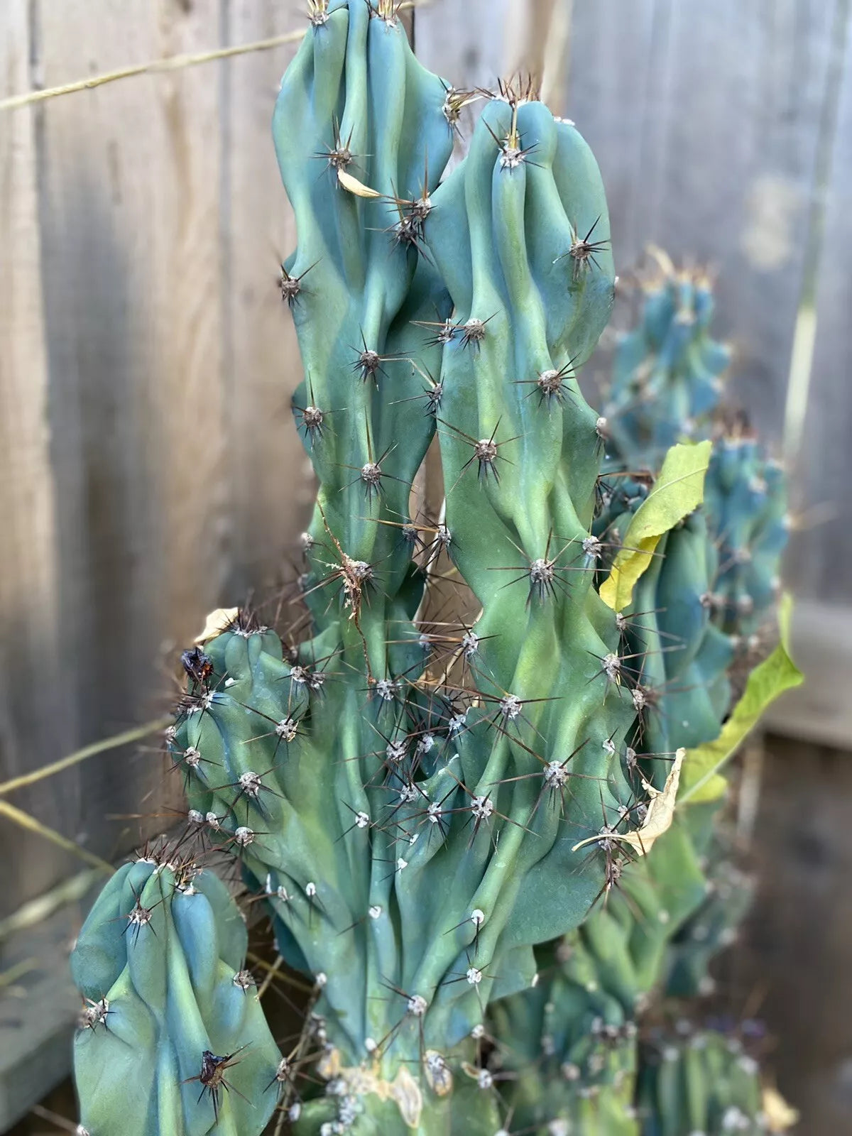 Cereus Monstrosus Cutting - Nearly 2 Ft - Sculptural Hardy Cactus - Cereus peruvianus var. monstrosus - Unique Indoor Plant