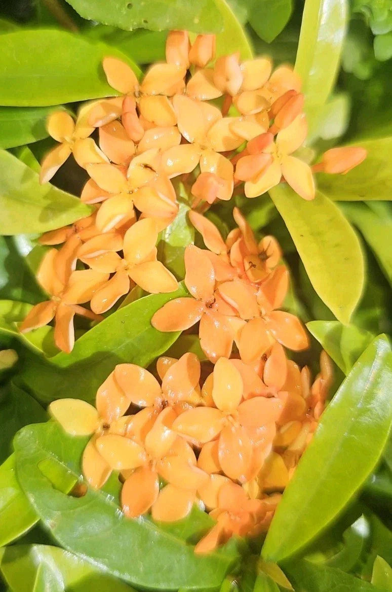 Dwarf Ixora Live Plant 2 Pack - Orange Variety - Well Rooted Starter - Ixora taiwanensis - Perfect for Gardens & Containers