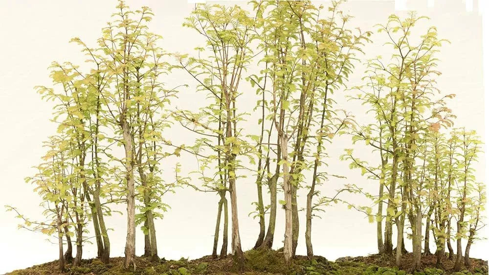 Redwood Bonsai Tree Seeds - 25 Pack - Sequoia Seeds - Sequoiadendron giganteum - Ideal for Beginners & Enthusiasts