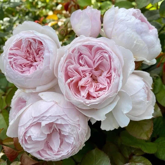 Floribunda Rose Cuttings - 3 Fresh Unrooted Cuttings - Earth Angel Variety - Rosa 'Earth Angel' 6" Long