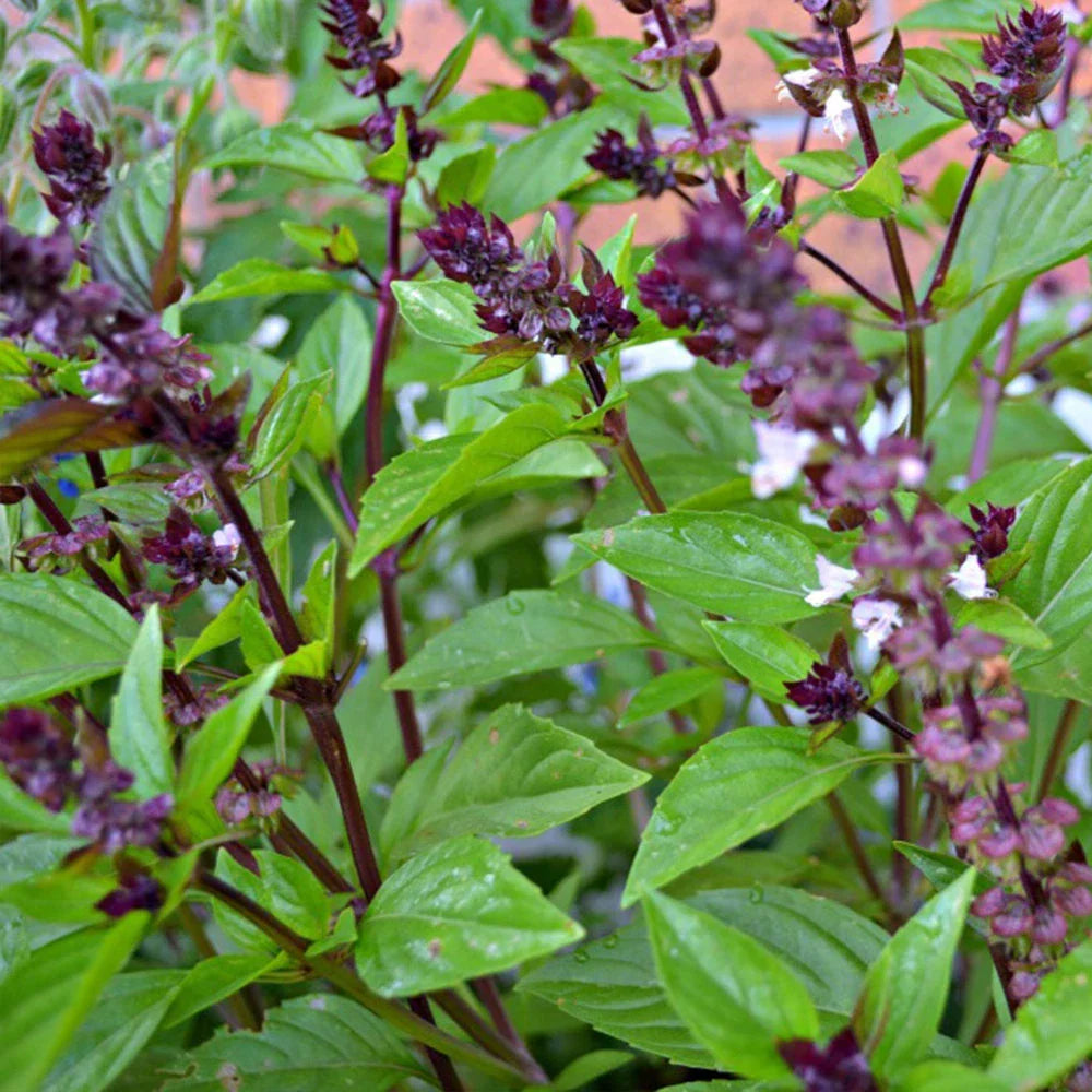 Cinnamon Basil Seeds, NON-GMO, Ocimum basilicum, Herb Garden Starter, Various Sizes, Aromatic Culinary Herb