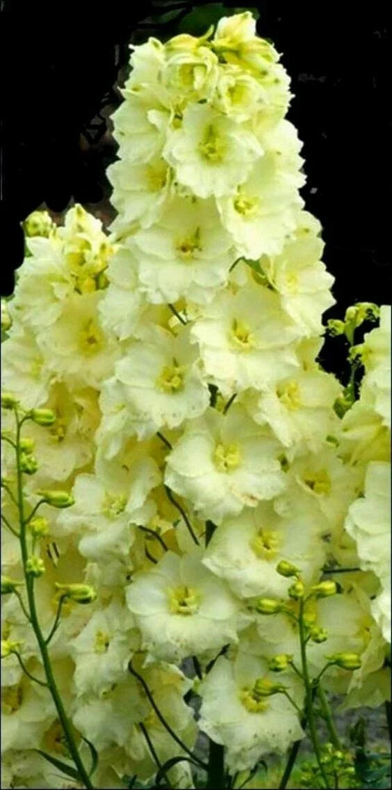 Delphinium Seeds - 50 Yellow Perennial Flower Seeds - Delphinium elatum - Attracts Pollinators - USA Seller