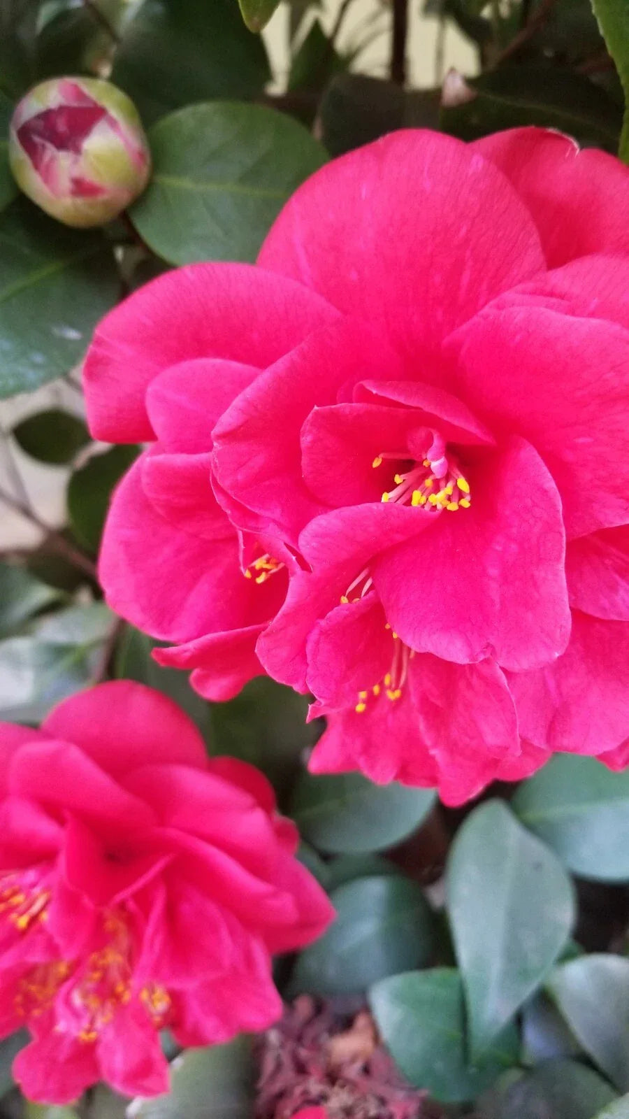 Large Red Camellia Cuttings, Eight Stems, Prolific Bloomer, Camellia japonica, Ideal for Floral Arrangements