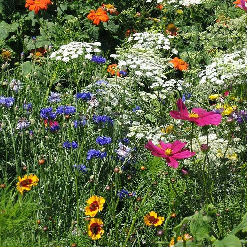 Drought Resistant Wildflower Mix - 1000 Non-GMO Seeds - 25 Species for Xeriscaping - Various Species