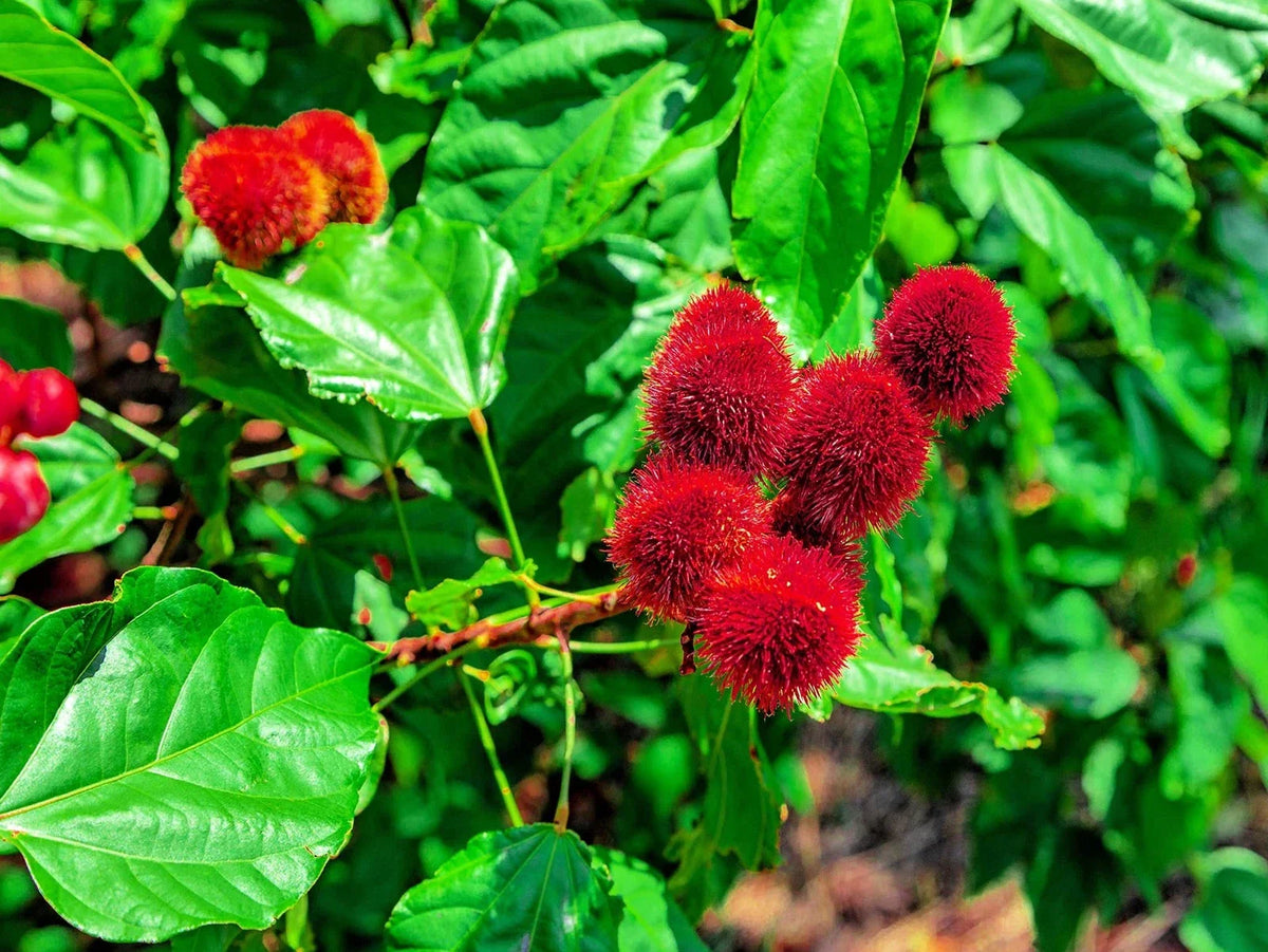 Lipstick Tree Seeds - 20 Seeds - Bixa orellana - Tropical Planting Seeds for Garden - Natural Dye Plant