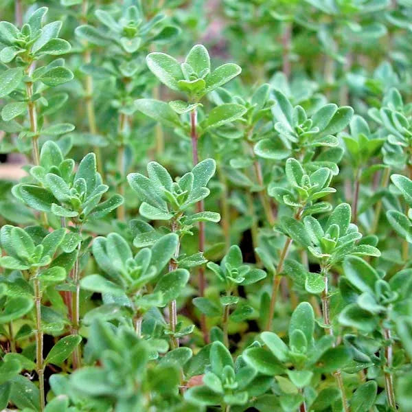 Common Thyme Seeds 500+ Organic Perennial Herb for Garden & Container, Thymus vulgaris - Culinary Flavorful Herb