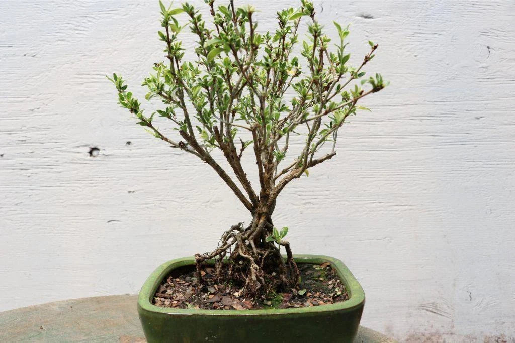 Exposed Root Bonsai Tree - Mt. Fuji Serissa - Serissa foetida - Indoor Plant Decor, Unique Gift Idea