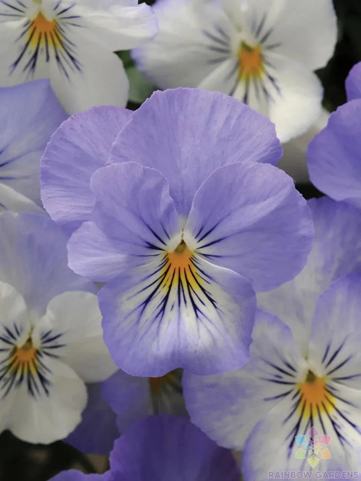 Frost Pansy Seeds 200+ Count Plentifall Variety Viola x wittrockiana USA Grown Non-GMO Garden Flowers
