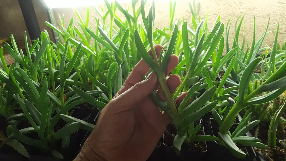 Live Cuttings 3-4 Inches Cooper's Ice Plant Coastal Pig Face Delosperma cooperi Succulent Ground Cover Drought-Tolerant
