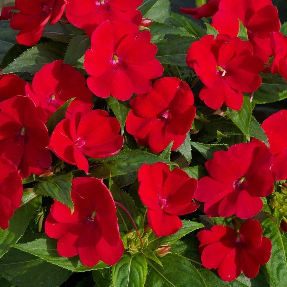 Impatiens Seeds 1000 Pack Royal Red Busy Lizzy Impatiens Walleriana for Sun & Shade Gardens