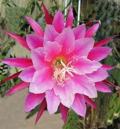Epiphyllum Orchid Cactus Cutting, 8" Grace Ann Variety, Flowering Houseplant, Pink White Blooms, Epiphyllum spp.