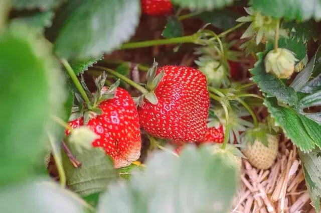 Eversweet Everbearing Strawberry Plants Set of 6 Bare Root, Disease Resistant, Self-Pollinating, Fragaria x ananassa