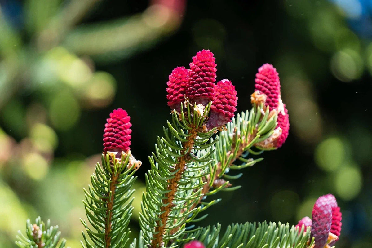 Red Spruce Tree Seeds - 30 Seeds, Picea rubens, Native Conifer for Garden, Ships from Iowa, USA