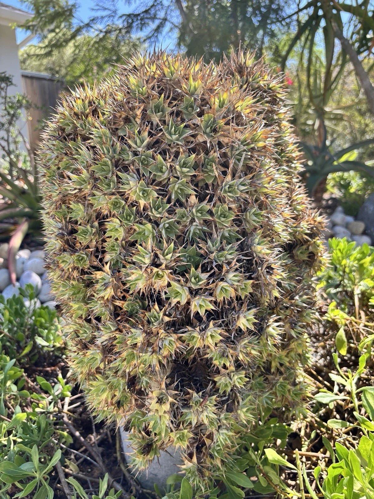 Deuterocohnia lorentziana Cutting - 2" Pot - Rare Un-Rooted Succulent - Unique Plant for Collectors - Bromeliaceae