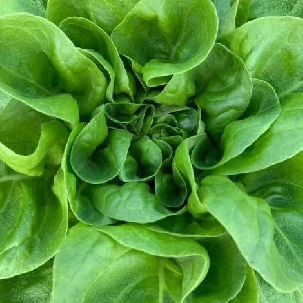 Buttercrunch Lettuce Seeds - 4g Pack - Non-GMO Heirloom - Lactuca sativa - Crisp, Delicious, Easy to Grow for Home Gardens