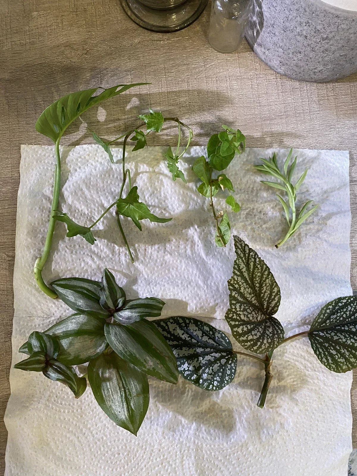 Pothos Cuttings Assortment - 6 Mystery Indoor Plants for Home Decor - Epipremnum aureum - Easy Care & Propagation