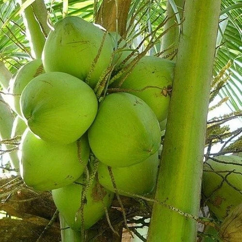 Dwarf Green Malayan Coconut Seedlings 6-8" Cocos nucifera Rare Fresh Certified Costa Rica