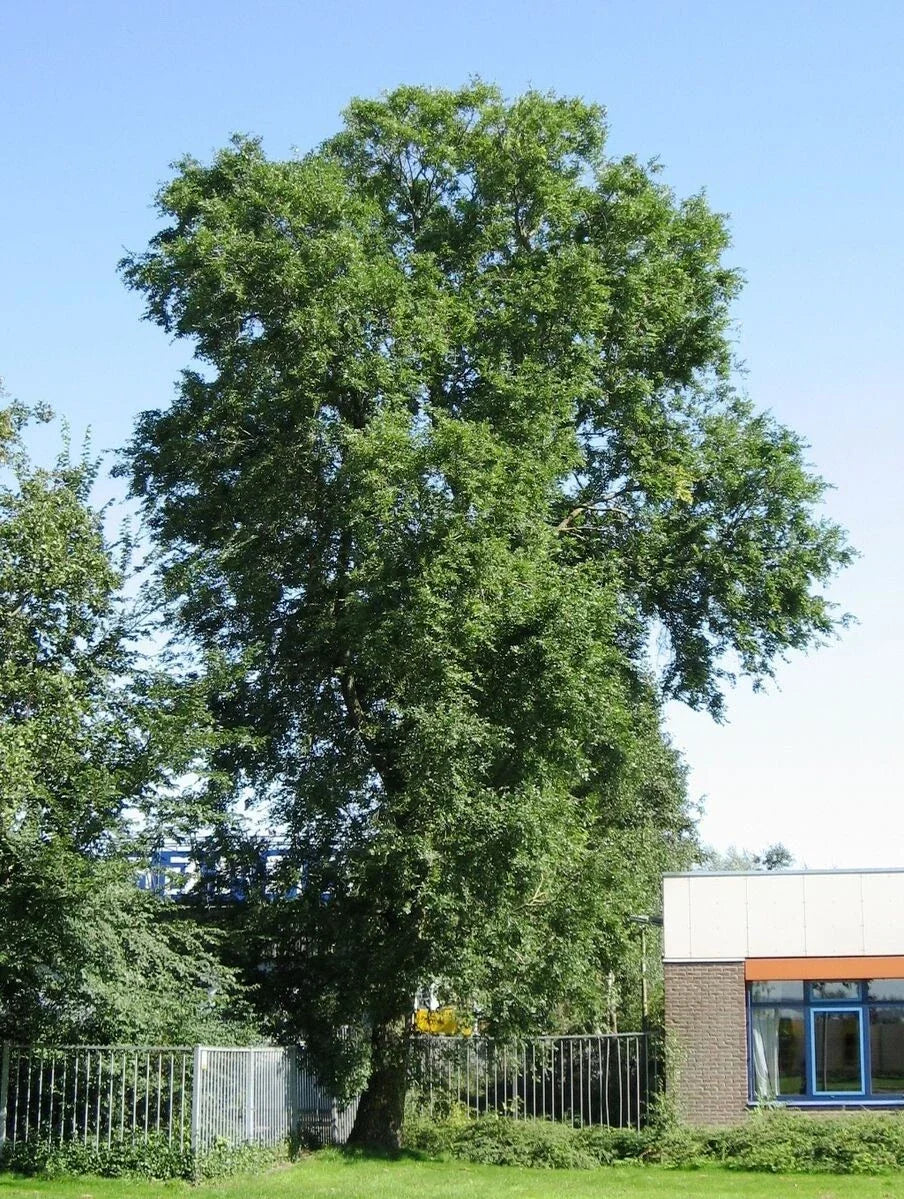 Siberian Elm Tree Seeds - Ulmus pumila - Hardy Fast-Growing Deciduous Seeds for Landscaping and Shade