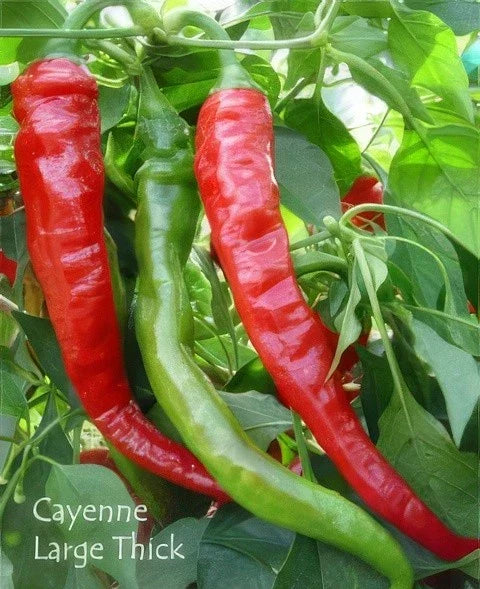 Cayenne Pepper Seeds - 100+ Organic Heirloom - Large Red Thick Variety - Capsicum annuum