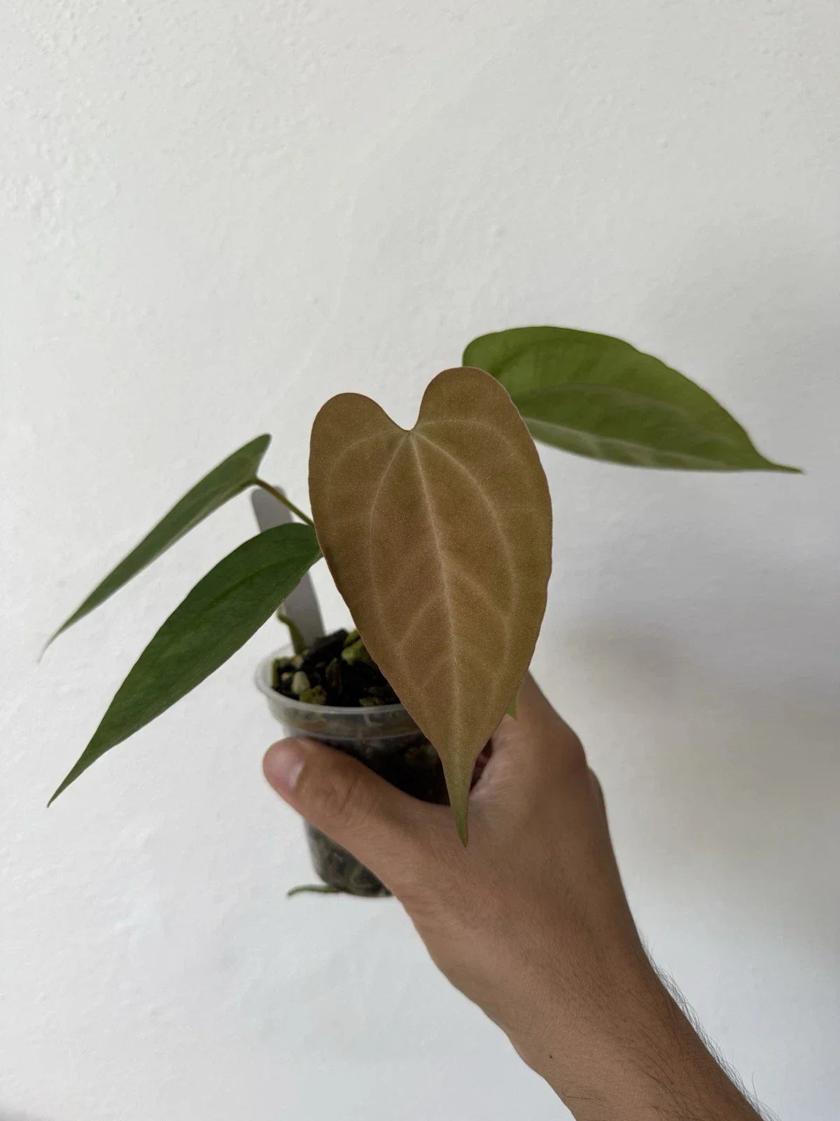 Anthurium Plant 6-Inch Dark Phoenix X King of Spades Wide Velvet Leaf Anthurium andraeanum Rare Tropical Houseplant