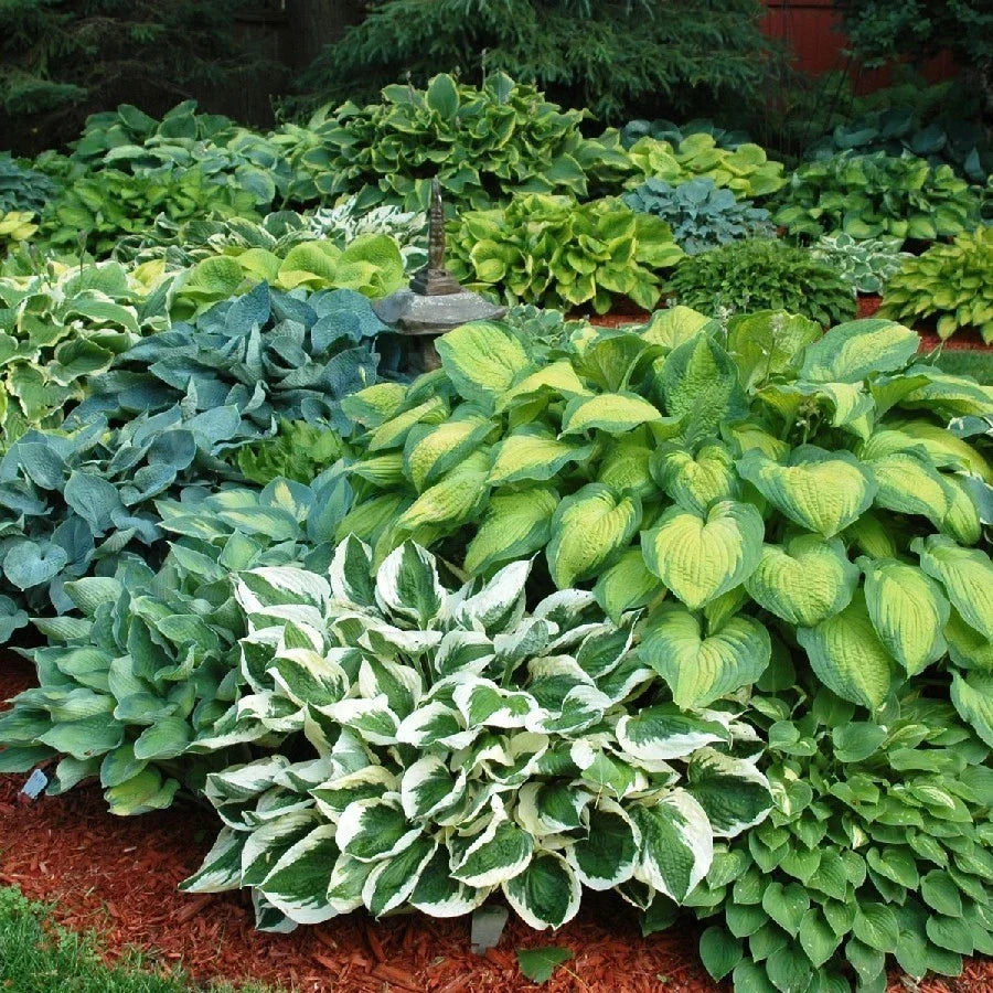 Hosta Plants Bumper Crop Mix - 10 Bare Root Varieties, Colorful Foliage for Shade, Hosta spp., Perfect for Garden Borders