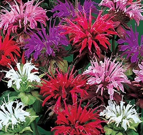 Bee Balm Flower Seeds - 50 Mixed Color Seeds - Monarda Didyma - Heirloom Pollinator-Friendly