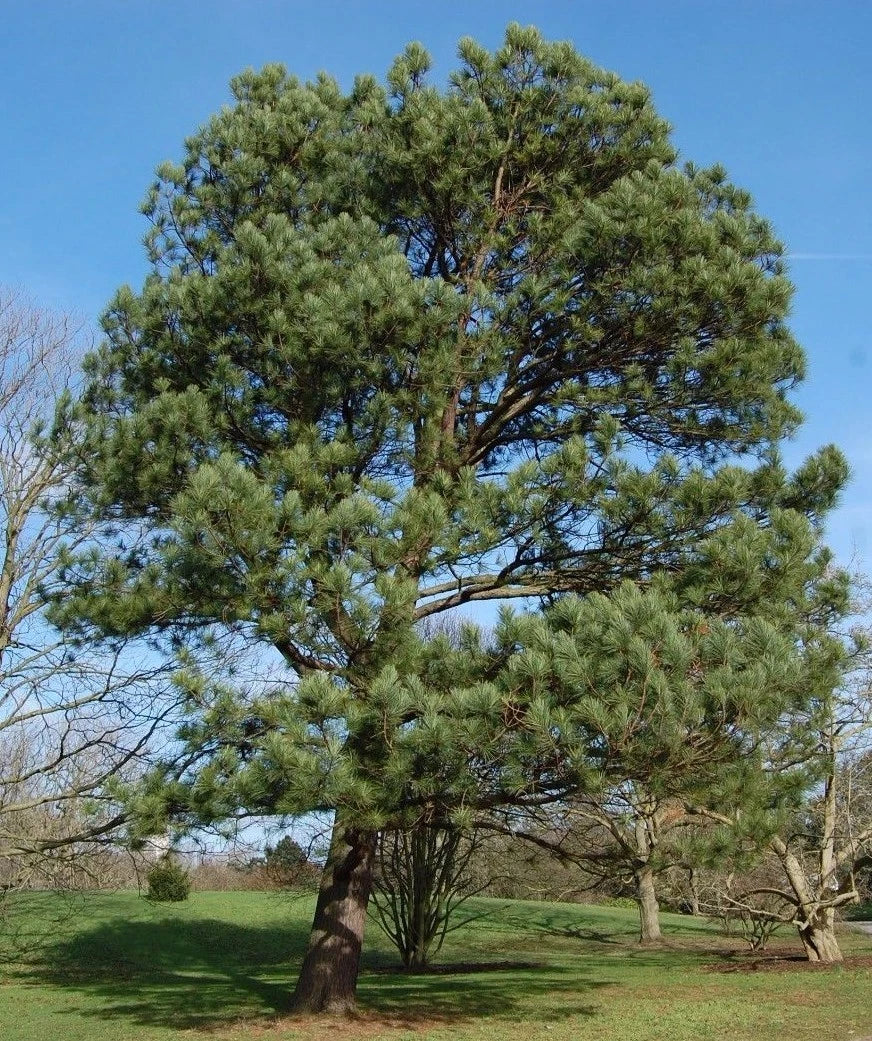 Loblolly Pine Seedlings 1ft - Fast-Growing Evergreen Pinus Taeda - 3 Live Plants for Southern Landscapes