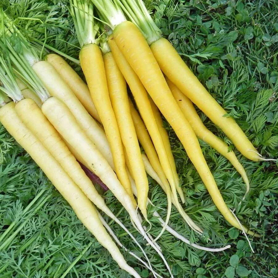 Solar Yellow Carrot Seeds | Heirloom Non-GMO | Organic Daucus carota | 200 Seeds for Home Gardening